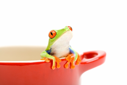 frog looking out of cooking pot for help. a red-eyed tree frog (Agalychnis callidryas), closeup isolated on white